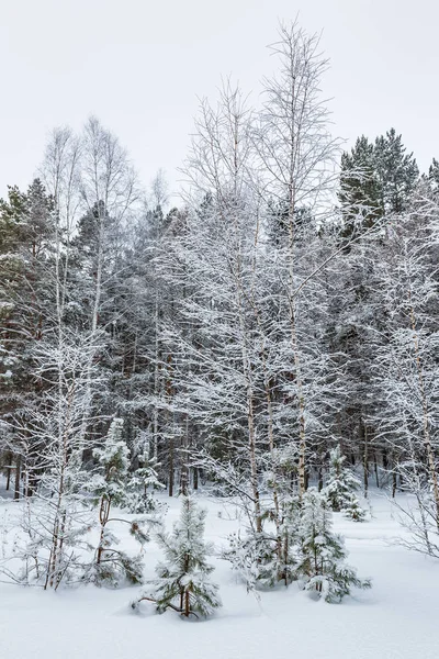 Paisaje Invernal Bosque Cubierto Nieve Novosibirsk Siberia Occidental Rusia — Foto de Stock