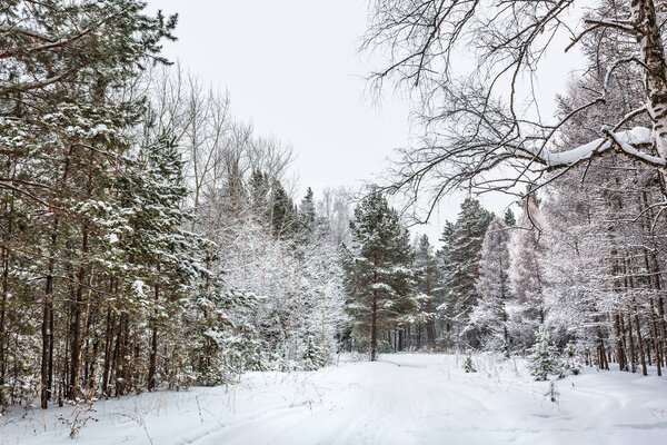 Winter landscape, snow-covered forest. Novosibirsk region, Western Siberia, Russia