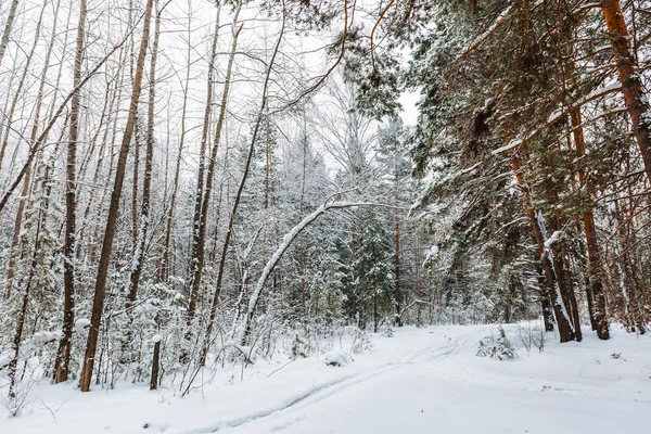 Paisaje Invernal Bosque Cubierto Nieve Novosibirsk Siberia Occidental Rusia — Foto de Stock