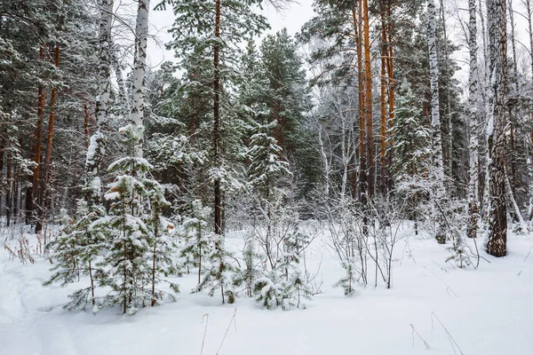 Paisaje Invernal Bosque Cubierto Nieve Novosibirsk Siberia Occidental Rusia — Foto de Stock