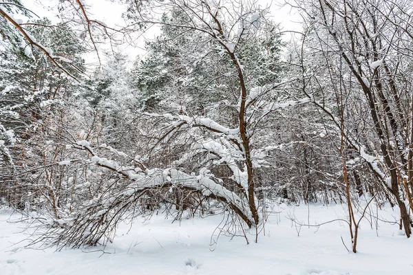 Paisaje Invernal Bosque Cubierto Nieve Novosibirsk Siberia Occidental Rusia — Foto de Stock