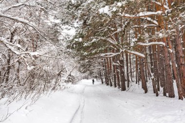 Kış manzarası, karla kaplı orman. Novosibirsk bölgesi, Batı Sibirya, Rusya Federasyonu