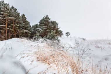Kış manzarası, karla kaplı orman. Novosibirsk bölgesi, Batı Sibirya, Rusya Federasyonu