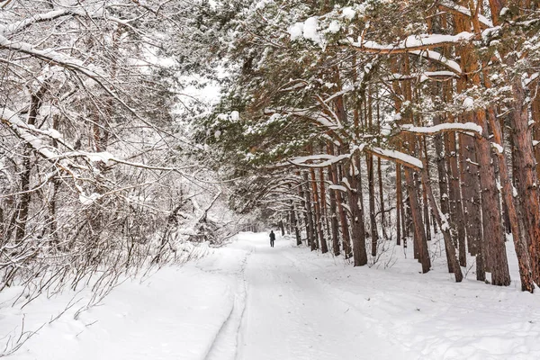 Kış manzarası, karla kaplı orman. Novosibirsk bölgesi, Batı Sibirya, Rusya Federasyonu