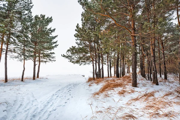Paisagem Inverno Floresta Coberta Neve Novosibirsk Região Sibéria Ocidental Rússia — Fotografia de Stock
