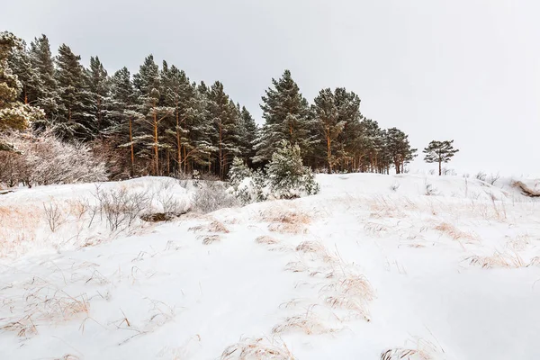 Kış manzarası, karla kaplı orman. Novosibirsk bölgesi, Batı Sibirya, Rusya Federasyonu
