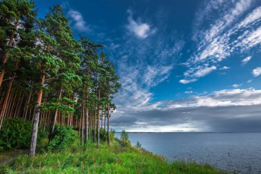 Ob Novosibirsk baraj gölünün kıyısında çam ormanı. OB nehir, Novosibirsk bölgesi, Batı Sibirya, Rusya Federasyonu