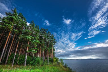 Ob Novosibirsk baraj gölünün kıyısında çam ormanı. OB nehir, Novosibirsk bölgesi, Batı Sibirya, Rusya Federasyonu