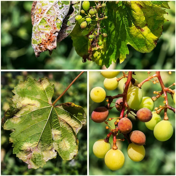 Una enfermedad peligrosa de las uvas de moho (lat. De plasmopara viticol —  Fotos de Stock