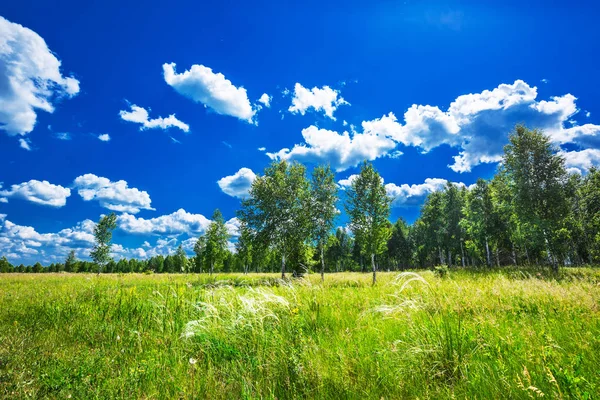 Ağaçlı yaz manzarası