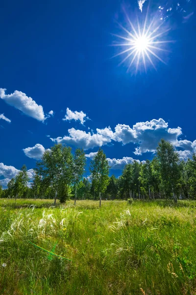 Ağaçlı yaz manzarası