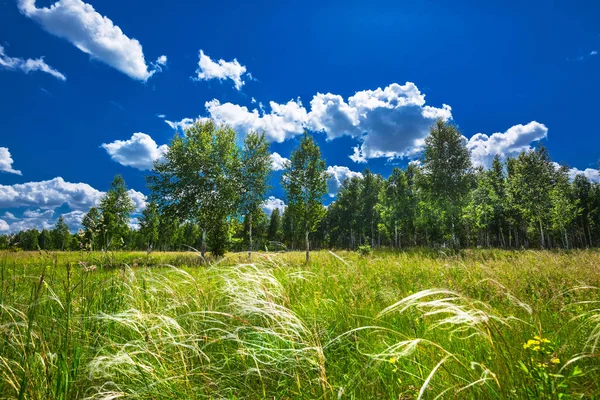 Ağaçlı yaz manzarası