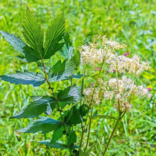 Planta medicinal Meadowsweet (lat. Filipendula ulmaria ) — Foto de Stock