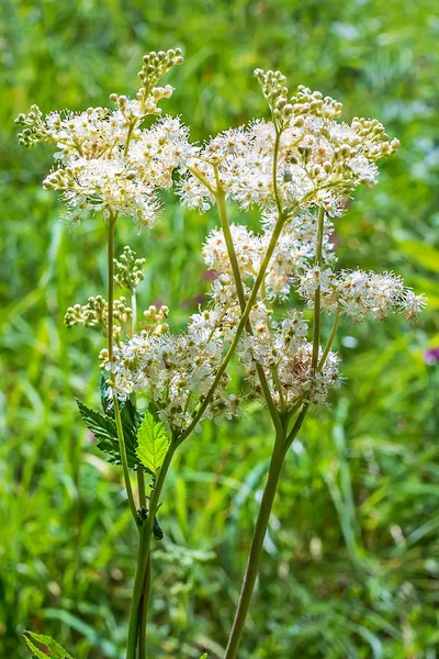 Planta medicinal Meadowsweet (lat. Filipendula ulmaria ) — Fotografia de Stock