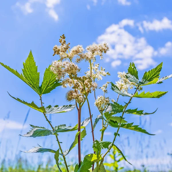 Léčivé rostliny Meadowsweet (lat. Filipendula ulmaria) — Stock fotografie