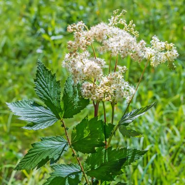 Şifalı bitki Meadowsweet (lat. Filipendula ulmaria)