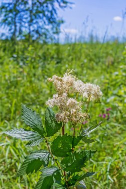 Şifalı bitki Meadowsweet (lat. Filipendula ulmaria)