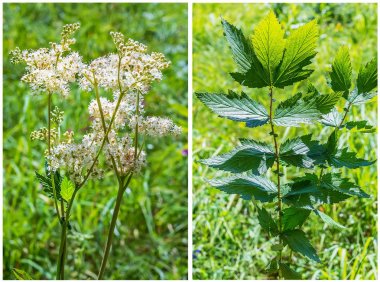 Şifalı bitki Meadowsweet (lat. Filipendula ulmaria)