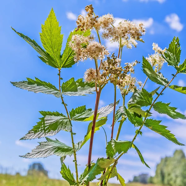 Léčivé rostliny Meadowsweet (lat. Filipendula ulmaria) — Stock fotografie