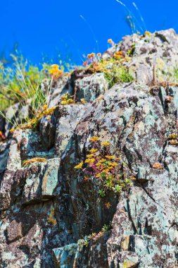 Yerel bitkilerle dolu taşlar. Gorny Altay, Rusya Federasyonu