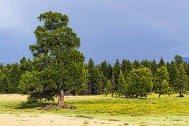 Sibirya karaçam (lat. Larix isbirica). dağ Altay