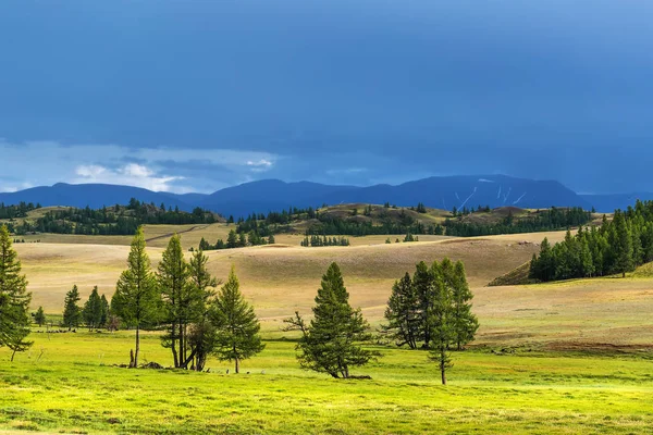 Kurai bozkır ve karaçam. dağ Altai