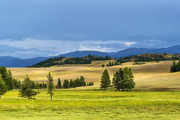 Estepa Kurai y alerce. montaña Altai — Foto de Stock