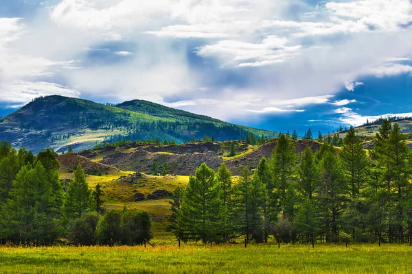 Kurai Steppe und Lärche. Bergaltai — Stockfoto