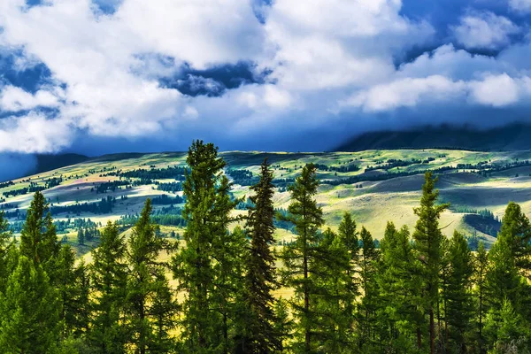 Kurai Steppe und Lärche. Bergaltai — Stockfoto