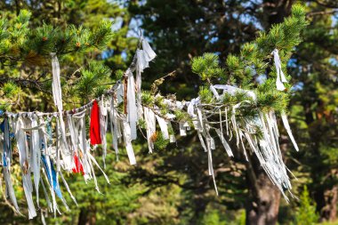 Ritual ribbons on the branches of pine. Gorny Altai, Russia clipart