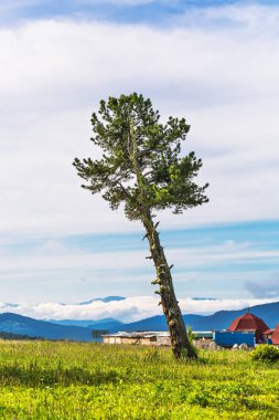 Sibirya sedir çamı. Gorny Altay, Rusya Federasyonu