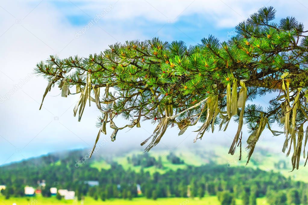 Ritual ribbons on the branches of pine. Gorny Altai, Russia