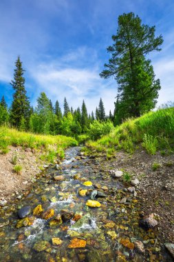 Dağ nehri. Gorny Altai, Rusya Federasyonu