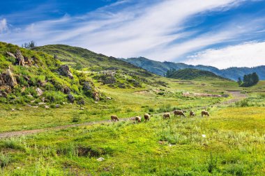Dağlarda bir koyun sürüsü. Altai Republic, Güney Sibirya