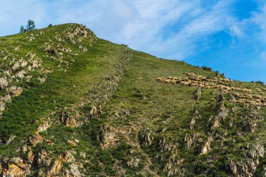 Dağlarda bir koyun sürüsü. Altai Republic, Güney Sibirya