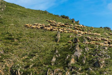 Dağlarda bir koyun sürüsü. Altai Republic, Güney Sibirya