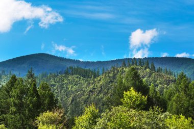 Dağ zirveleri ile koniferler. Altai Cumhuriyeti, Güney Sibirya, Rus