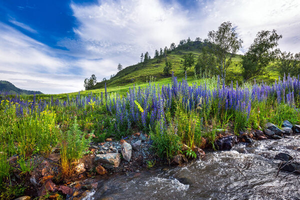 Morning landscape with a mountain stream. Gorny Altai, Russia