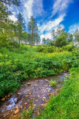 Baragan Nehri. Shebalinsky district, Gorny Altay, Rusya Federasyonu