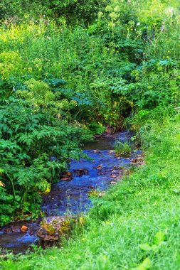 Baragan Nehri. Shebalinsky district, Gorny Altay, Rusya Federasyonu