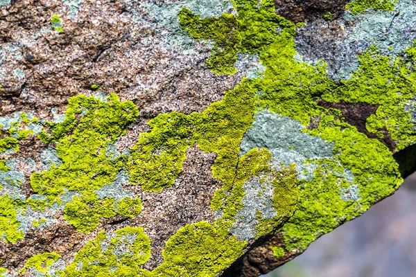Plobsheim gele korstmossen op de rotsen-lat. Pleopsidium flavum — Stockfoto