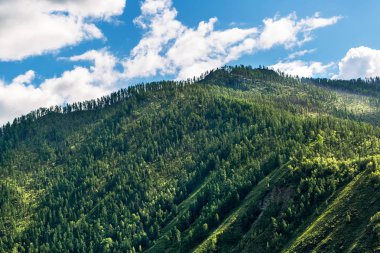Dağ yamacı. Altay Cumhuriyeti, Rusya Federasyonu