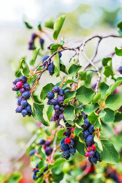 Lövbuske-Irga eller vinbär (lat. Amelanchier) — Stockfoto
