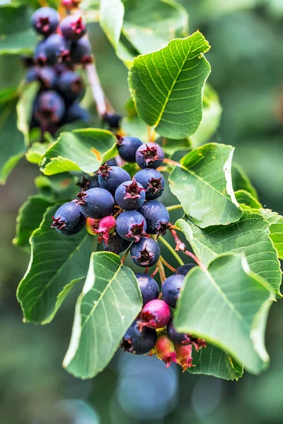 Yaprak döken çalı - Irga veya Frenk Üzümü (lat. Amelanchier) — Stok fotoğraf