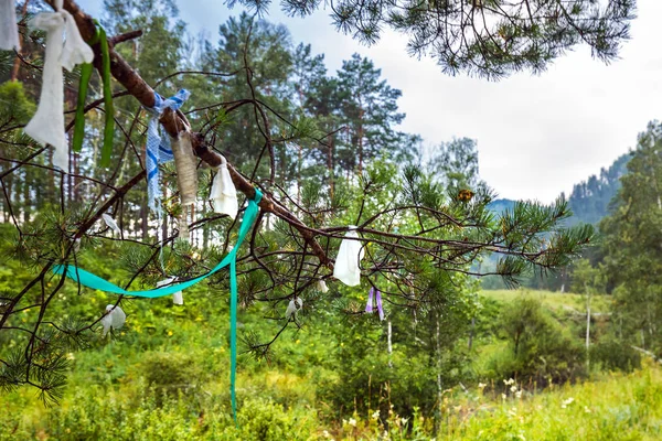 Las cintas en las ramas del árbol Kyra. Gorny Altai, Siberia — Foto de Stock