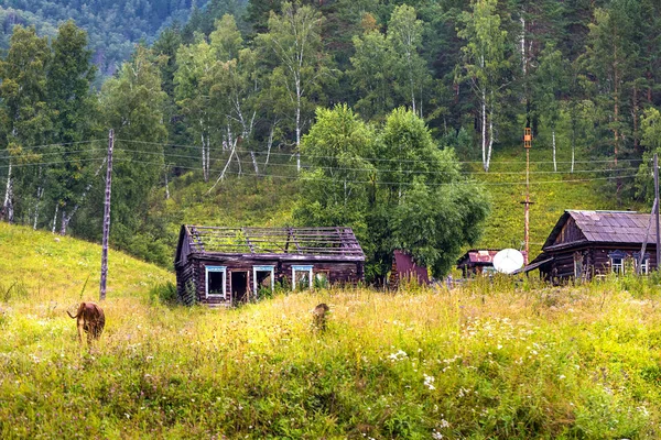 Деревня Алтай Нижнего Куума. Горный Алтай, Сибирь, Россия — стоковое фото