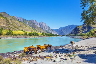 Nehir kıyısındaatlar. Gorny Altay, Sibirya, Rusya Federasyonu