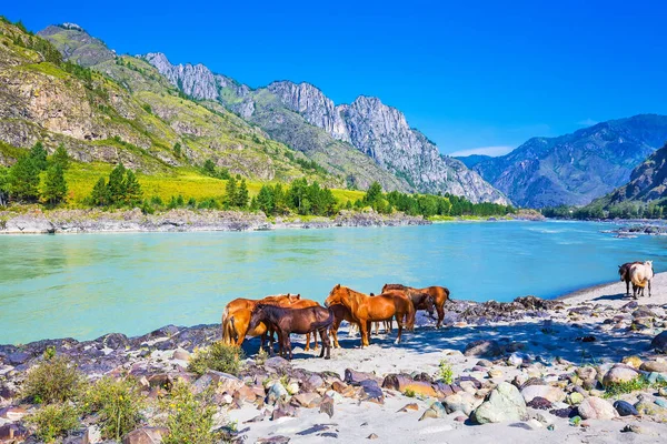 Cavalli vicino al fiume. Gorny Altai, Siberia, Russia — Foto Stock