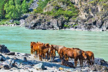 Katun Nehri'ndeki Altay atları. Gorny Altay, Sibirya, Rusya Federasyonu