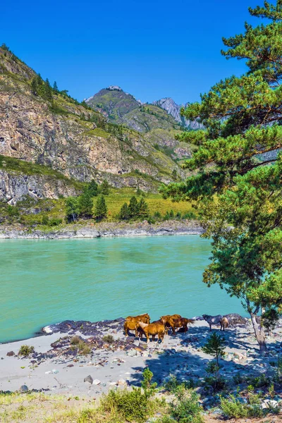 Caballos junto al río. Gorny Altai, Siberia, Rusia — Foto de Stock